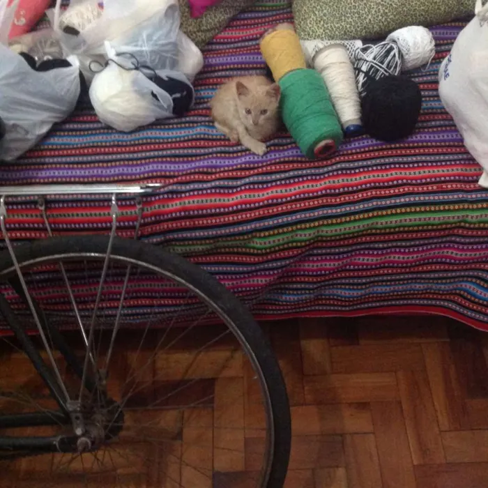 Gato ra a Não sei idade Abaixo de 2 meses nome Minhoquinha