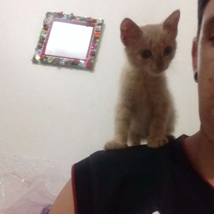 Gato ra a Não sei idade Abaixo de 2 meses nome Minhoquinha