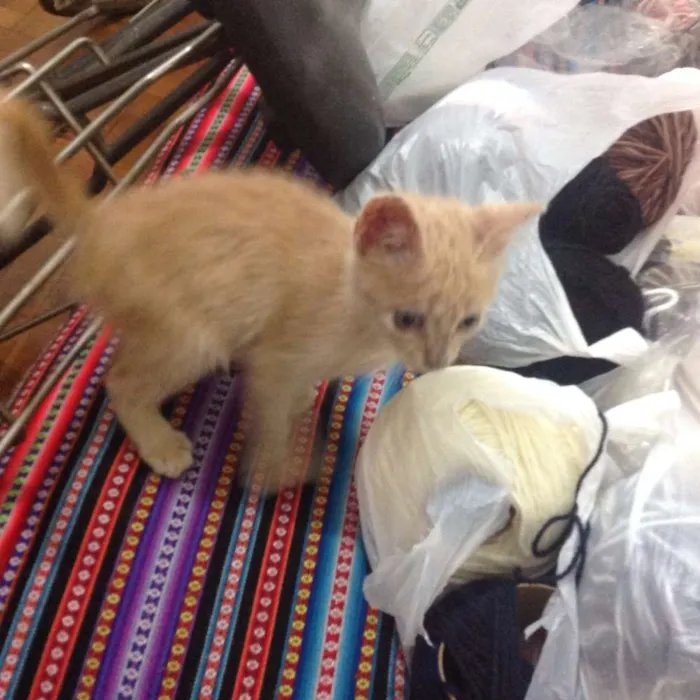 Gato ra a Não sei idade Abaixo de 2 meses nome Minhoquinha