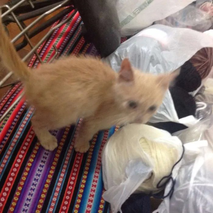 Gato ra a Não sei idade Abaixo de 2 meses nome Minhoquinha