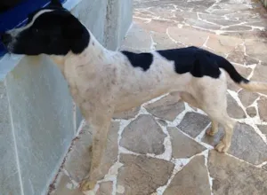 Cachorro raça  idade 7 a 11 meses nome Aparecido 