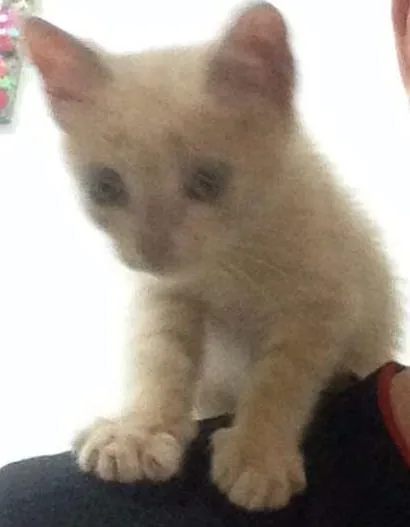 Gato ra a Não sei idade Abaixo de 2 meses nome Minhoquinha