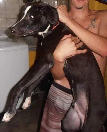 Cachorro ra a SRD idade 7 a 11 meses nome Bob