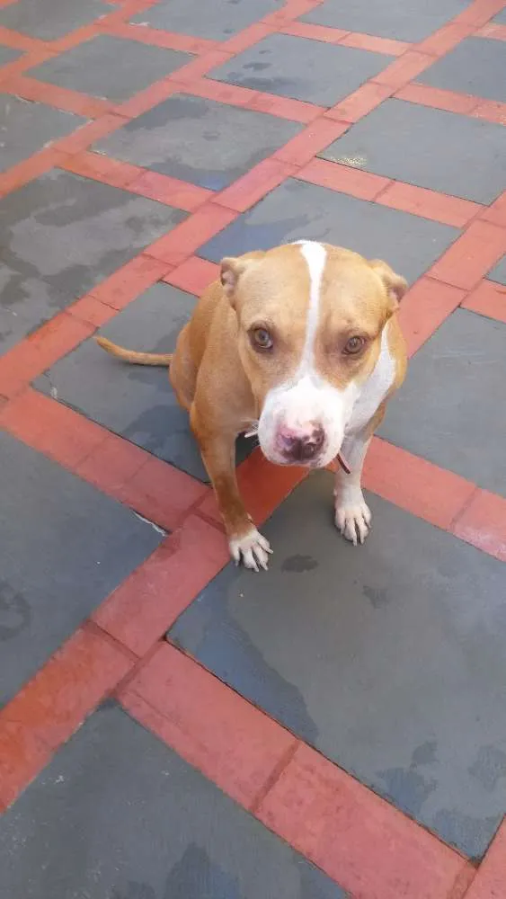 Cachorro ra a Pitbul idade 5 anos nome MEL