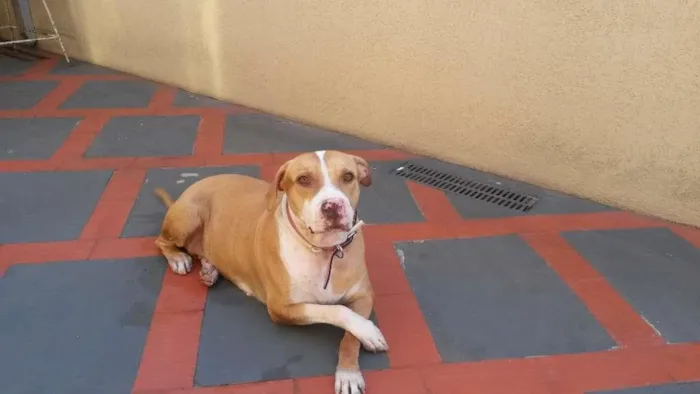 Cachorro ra a Pitbul idade 5 anos nome MEL