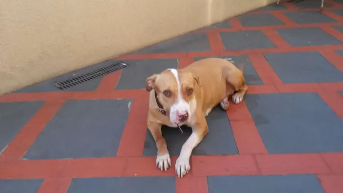 Cachorro ra a Pitbul idade 5 anos nome MEL