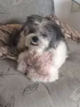 Ika e Tobby