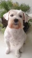 Tobby