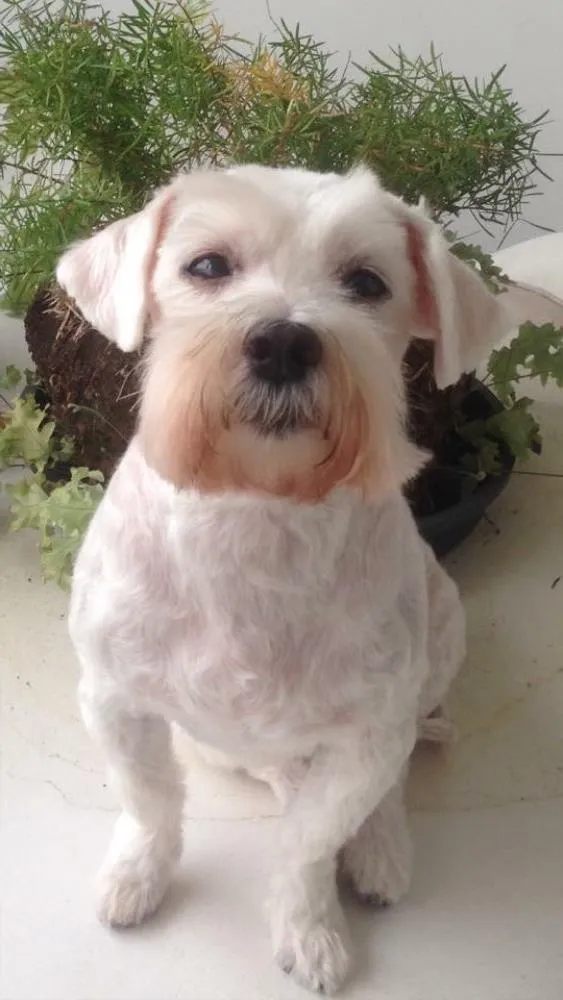 Cachorro ra a Maltês idade 6 ou mais anos nome Tobby