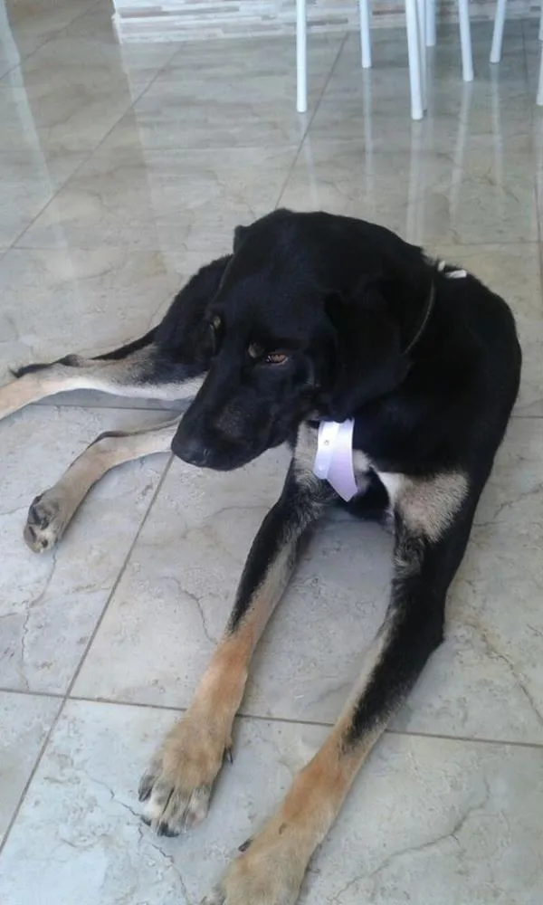 Cachorro ra a SRD idade 1 ano nome Yuuki