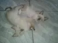Oto, Julieta e Dan