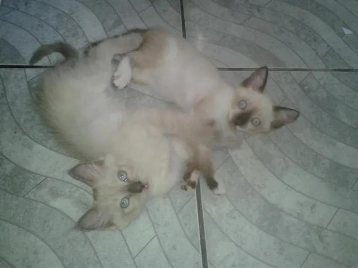 Gato raça srd idade 2 a 6 meses nome Oto, Julieta e Dan