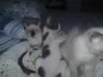 Oto, Julieta e Dan