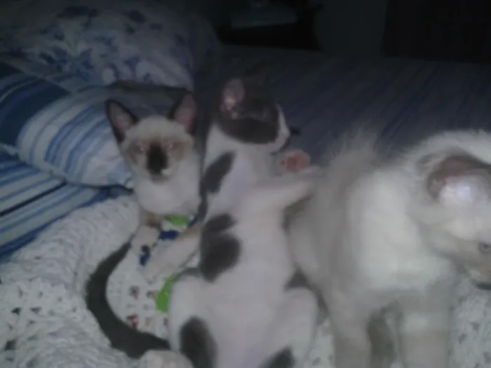 Gato raça srd idade 2 a 6 meses nome Oto, Julieta e Dan