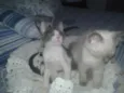 Oto, Julieta e Dan