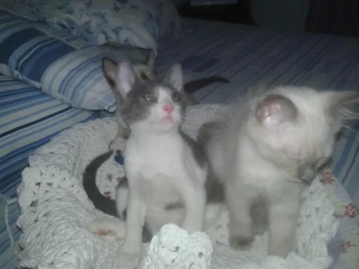 Gato raça srd idade 2 a 6 meses nome Oto, Julieta e Dan