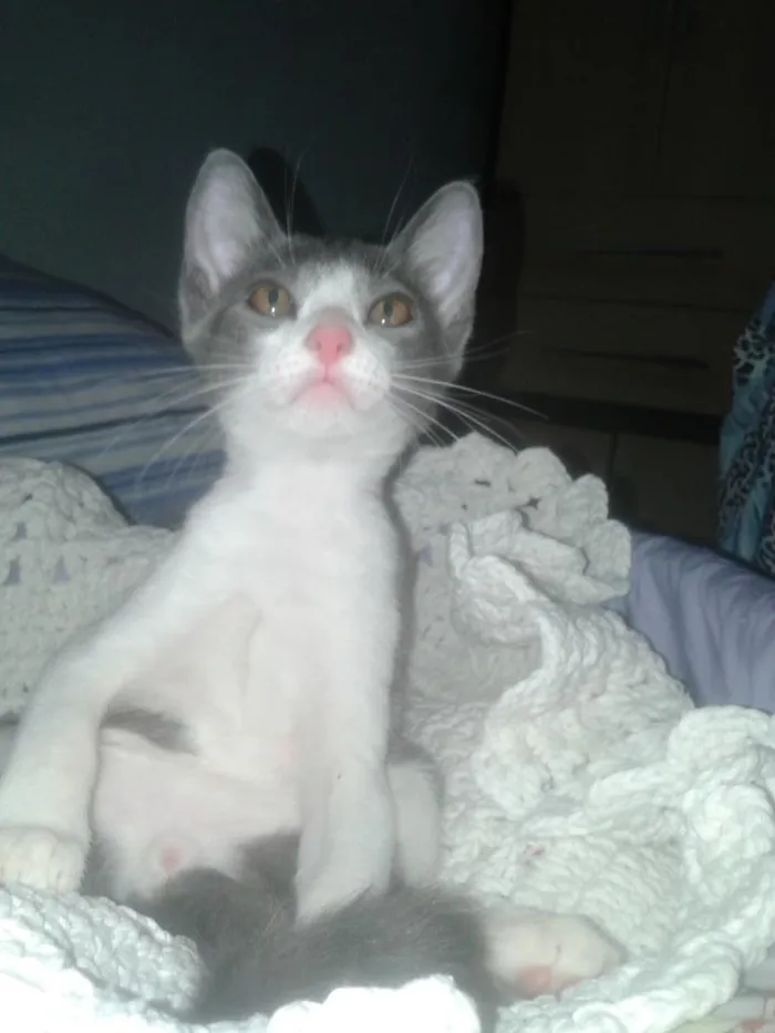 Gato raça srd idade 2 a 6 meses nome Oto, Julieta e Dan