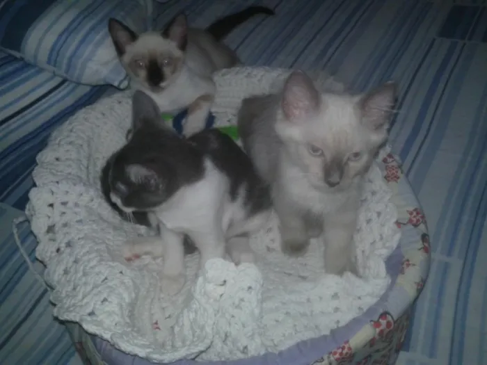 Gato raça srd idade 2 a 6 meses nome Oto, Julieta e Dan