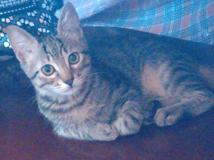 Gato ra a Angorá - vira lata idade 2 a 6 meses nome não sei