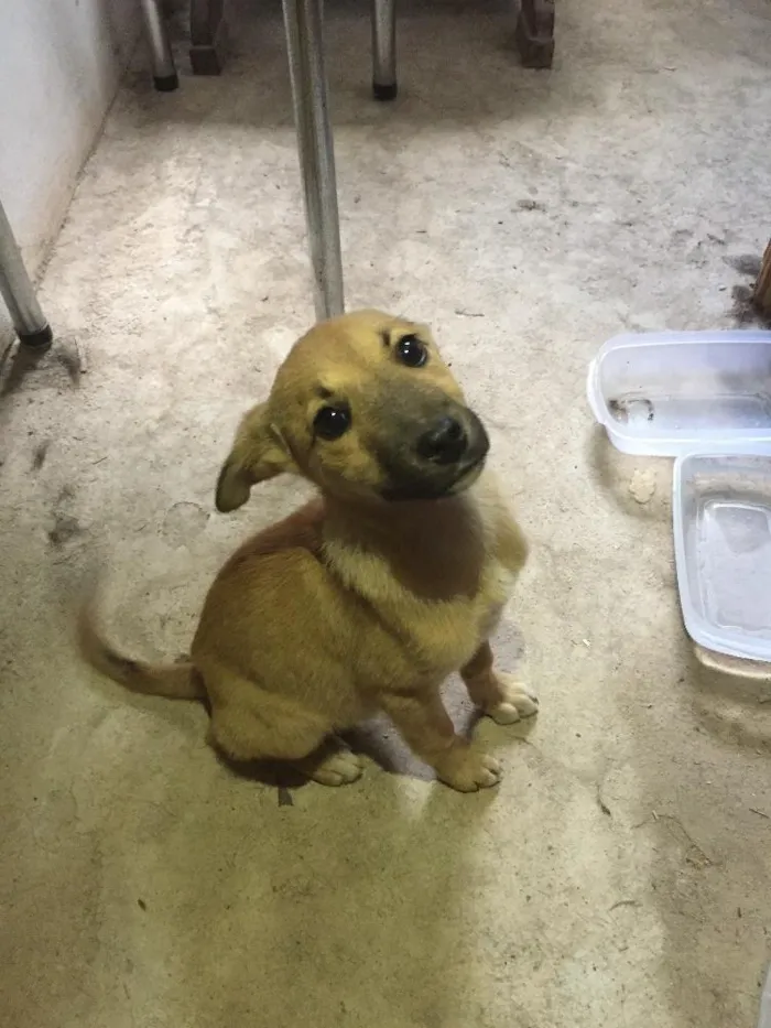 Cachorro ra a  idade Abaixo de 2 meses nome Ainda não possui no