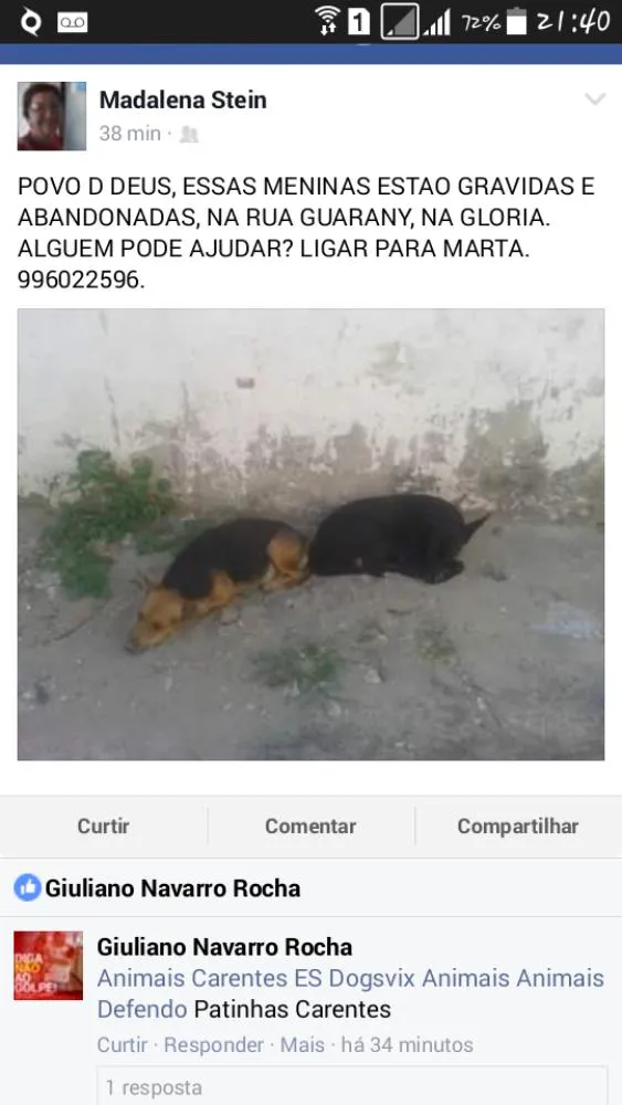 Cachorro raça Sem raça definida idade  nome Sem nome