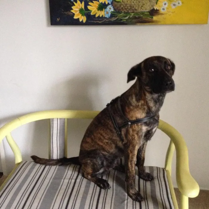 Cachorro ra a SRD idade 1 ano nome PANDORA