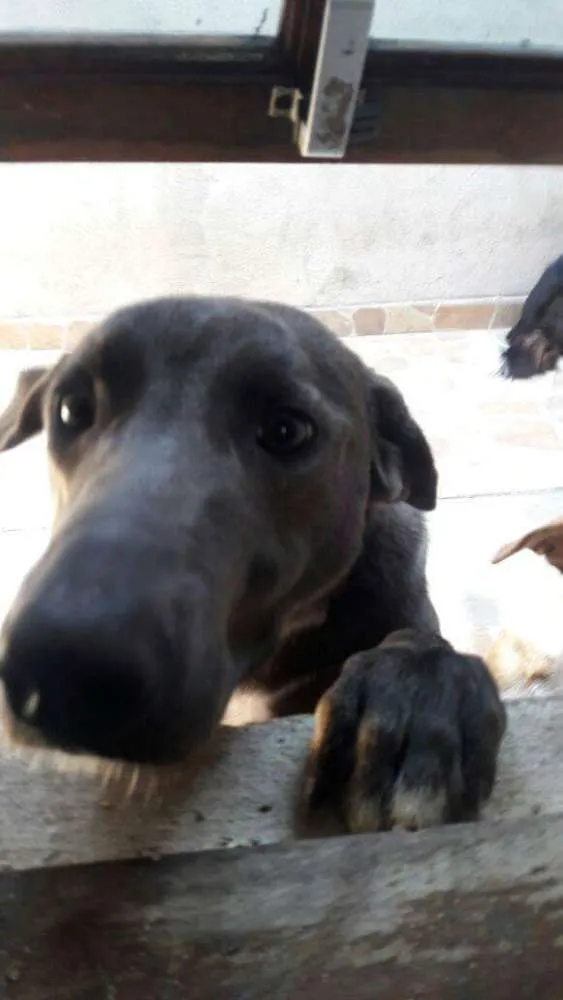 Cachorro ra a  idade 1 ano nome Gandalf