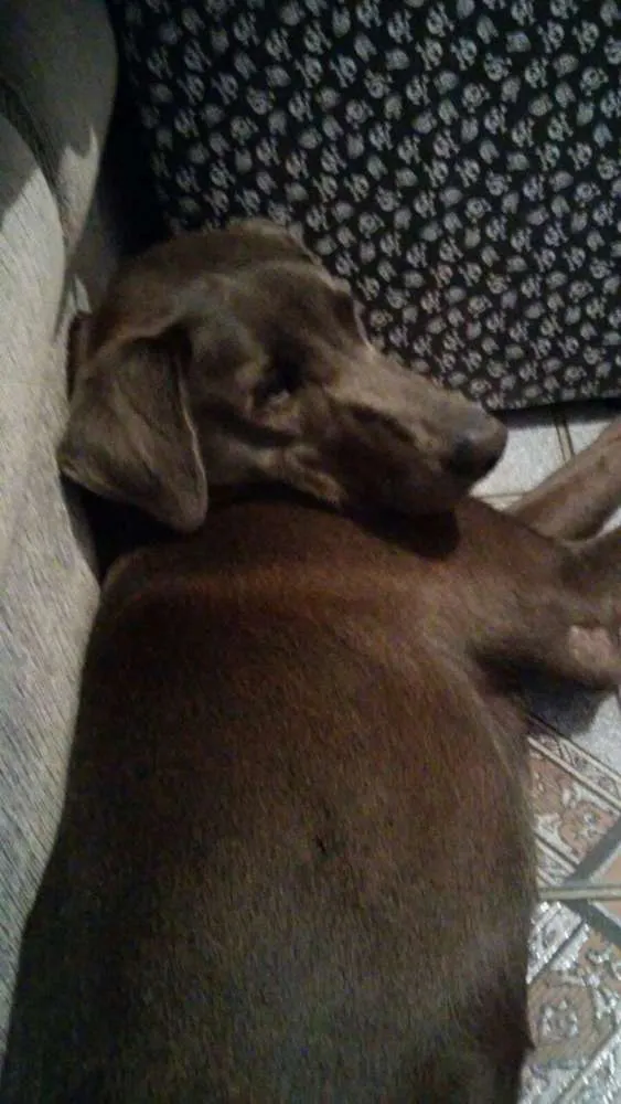 Cachorro ra a  idade 1 ano nome Gandalf