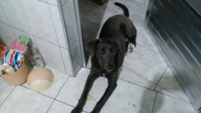 Cachorro ra a  idade 1 ano nome Gandalf