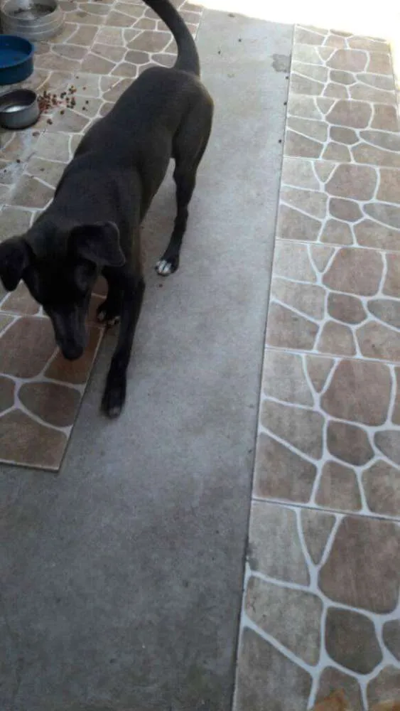Cachorro ra a  idade 1 ano nome Gandalf