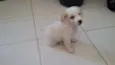 Algodãozinho