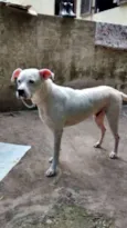 DOGO ARGENTINO