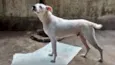 DOGO ARGENTINO