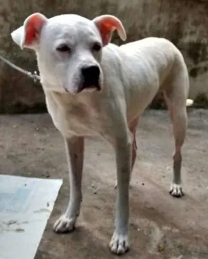Cachorro raça DOGO ARGENTINO idade 2 anos nome DOGO ARGENTINO