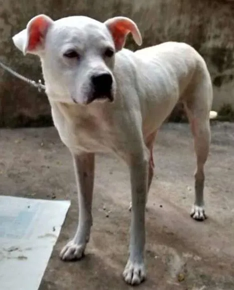 Cachorro ra a DOGO ARGENTINO idade 2 anos nome DOGO ARGENTINO