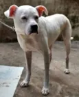 DOGO ARGENTINO