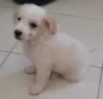 Algodãozinho