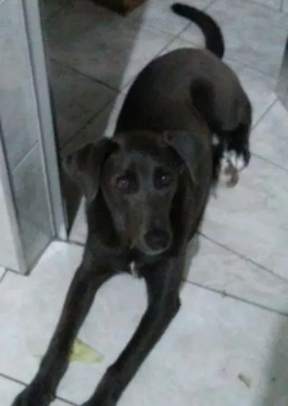 Cachorro ra a  idade 1 ano nome Gandalf