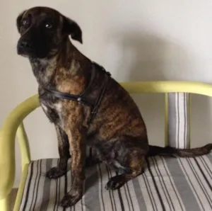 Cachorro raça SRD idade 1 ano nome PANDORA