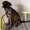 Cachorro raça SRD idade 1 ano nome PANDORA