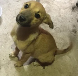 Cachorro raça  idade Abaixo de 2 meses nome Ainda não possui no