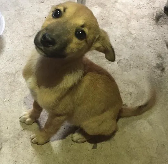 Cachorro ra a  idade Abaixo de 2 meses nome Ainda não possui no