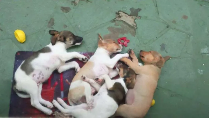 Cachorro ra a SRD idade 2 a 6 meses nome Valentim- Prema_ Al