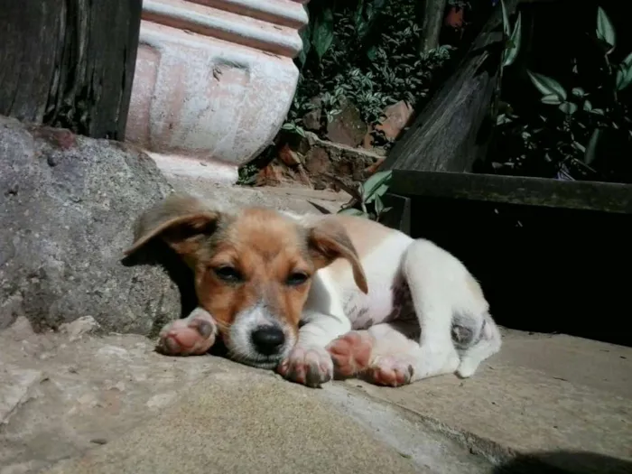 Cachorro ra a SRD idade 2 a 6 meses nome Valentim- Prema_ Al