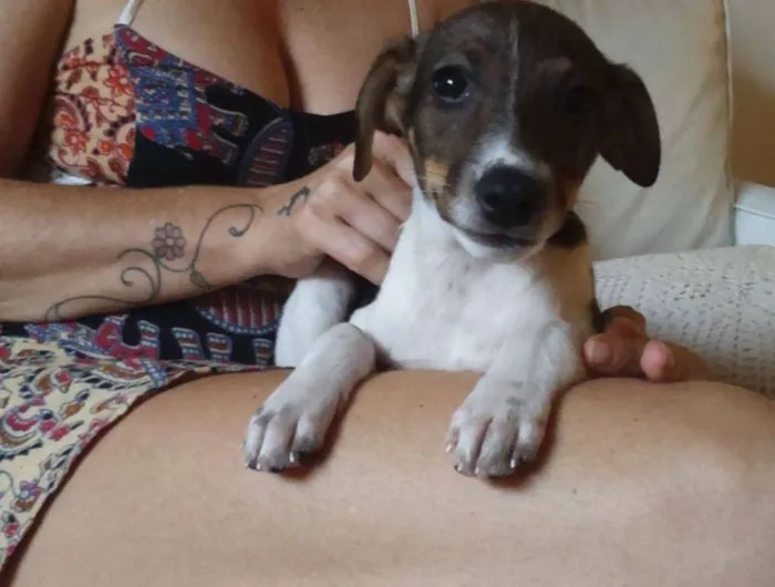 Cachorro ra a SRD idade 2 a 6 meses nome Valentim- Prema_ Al