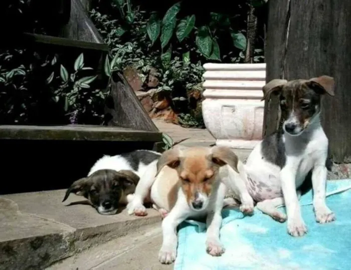 Cachorro ra a SRD idade 2 a 6 meses nome Valentim- Prema_ Al