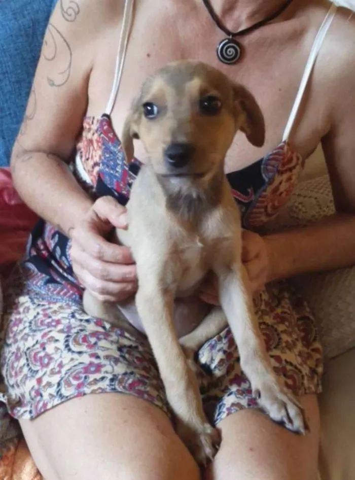 Cachorro ra a SRD idade 2 a 6 meses nome Valentim- Prema_ Al