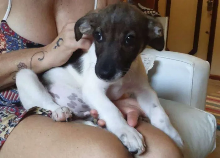 Cachorro ra a SRD idade 2 a 6 meses nome Valentim- Prema_ Al