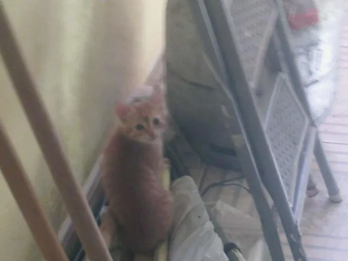 Gato raça indefinida idade 2 a 6 meses nome giggio