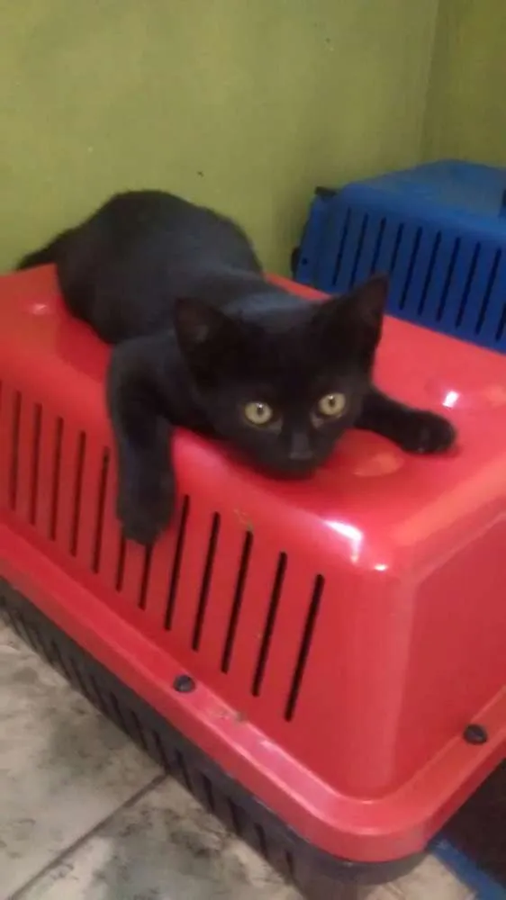 Gato ra a srd idade 2 a 6 meses nome sininho